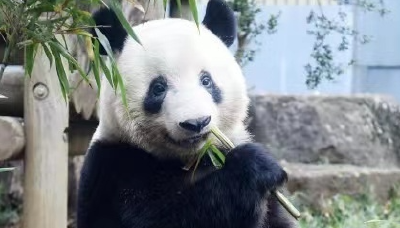 受疫情影响 旅日大熊猫“香香”返还时间第4次延期