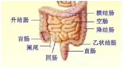 反复腹泻、多年痔疮、突然消瘦……都是它的“马甲”！