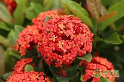 盆栽龙船花的修剪方法及注意事项