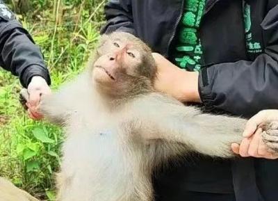 南京游荡一个多月后，泼猴落网了！