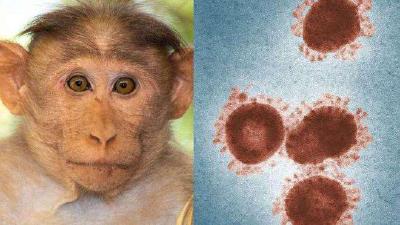 世卫组织：不必担心猴痘会引发全球大流行