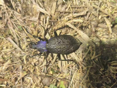 重大发现！黄冈发现湖北省内第三种国家二级保护昆虫