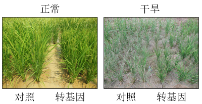 减少“水孔”！中国科学家发现让水稻更抗旱的新基因