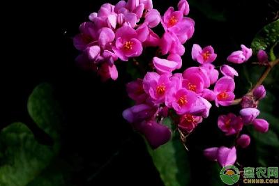 珊瑚藤的养护及注意事项