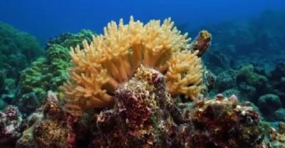 存在近5亿年！关于珊瑚的这些知识了解一下