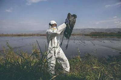 扑杀7700万只、两人感染！空前禽流感席卷全球