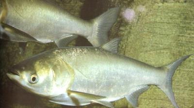 喂鱼青饲料时应注意的六点