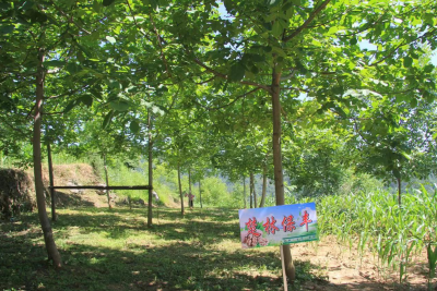 吃货们有福了！湖北培育出丰产果优的核桃新品种