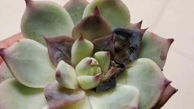 夏季养花的通风措施