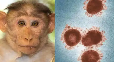 世卫组织：全球29个非猴痘流行国家和地区已发现超过1000例猴痘病例