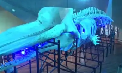 巴西国家博物馆展出罕见抹香鲸骨骼 复原长度15.7米