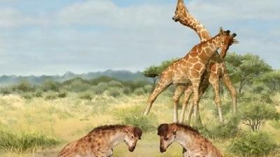 科学家研究揭示长颈鹿脖子为什么那么长