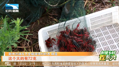 记者探访：湖北小龙虾为何个大味鲜？