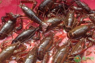 小龙虾虾头胸内水肿是什么原因？如何防治？