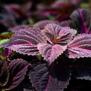 紫苏能治风寒可解毒，但要注意这三个禁忌，必须慎用！