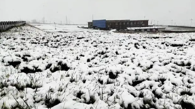 罕见！青海“三伏天”出现降雪