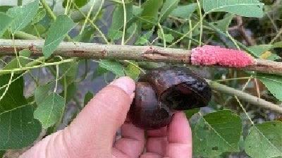 入侵物种福寿螺骚扰江城水生植物，相关部门正控制其蔓延