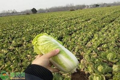 娃娃菜在什么情况下容易发生白粉病？