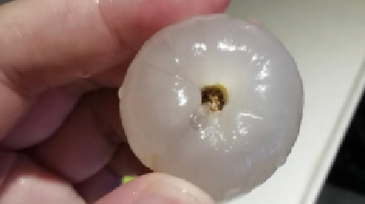 原来自己一直在吃荔枝虫子？网友坐不住了