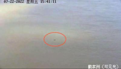 “水中大熊猫”再现禁捕重点水域 长江鄂州段出现多只江豚