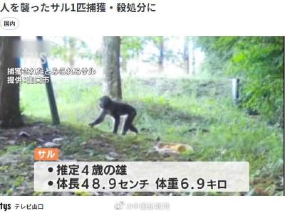 日本山口县野猴袭击人类已致49伤