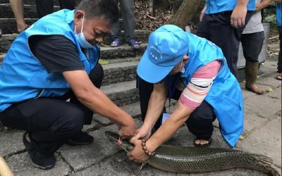 注意！多地再现“怪鱼” 食用鳄雀鳝会对人造成危害