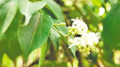 国家二级重点保护野生植物 七子花失踪百余年后重现湖北