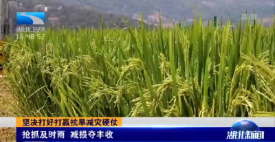 坚决打好打赢抗旱减灾硬仗 | 抢抓及时雨 减损夺丰收