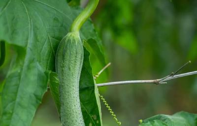 多家餐馆因“拍黄瓜”被罚5000元，为啥？