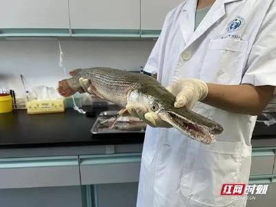 多地报告发现！紧急提醒：此鱼不能食用！