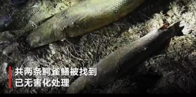 多地近日报告发现鳄雀鳝，怪鱼肆虐背后是什么在作怪