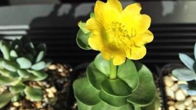 仙人掌怎么养才长得好？