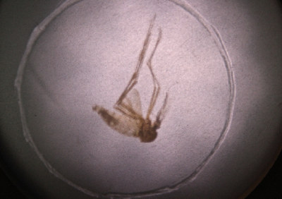 无人机投放毒蚊致人感染烈性传染病 俄披露美生物军事化活动