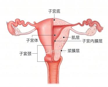 痛经越来越重，可能是子宫内膜发出的警告