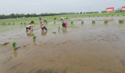 2022年我省水稻种子正季种植鉴定系列工作圆满收官