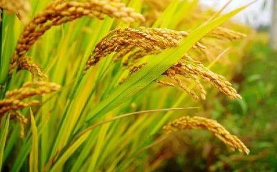 长江流域旱情严重，对秋粮有何影响？