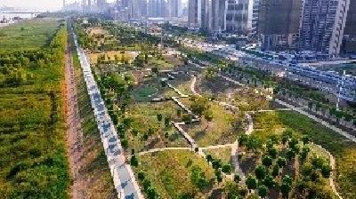 武汉汉口江滩将打造百亩花田花海