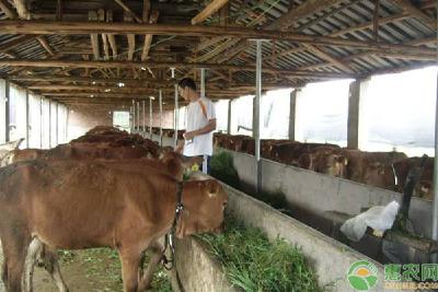 牛瘤胃臌胀病发病原因、症状及防治方法