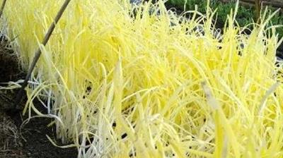 蒜黄的种植管理技术