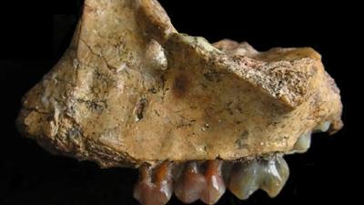 已知最早的长臂猿！原来是它