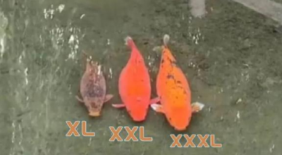 “XL、XXL、XXXL”济南趵突泉3只胖锦鲤同框！网友：三个好胖友