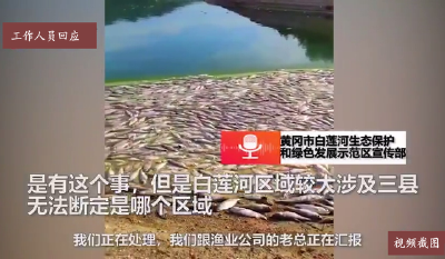 官方回应“黄冈白莲河现大片死鱼”：水位急剧下降加上昼夜温差大，致鱼类缺氧
