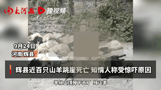 离奇！河南辉县近百只山羊接连跳崖坠亡