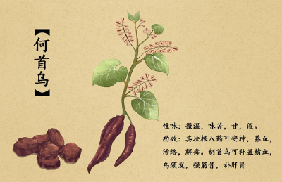 中药何首乌，能不能治脱发？