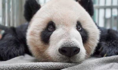 大陆赠台大熊猫团团突现癫痫 台北市动物园：尽力给予最好治疗 