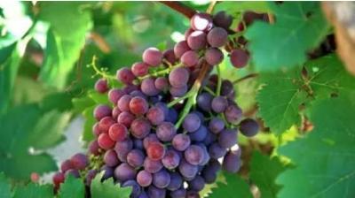 葡萄秋后管理三大事