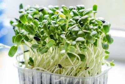 消食除胀的小种子，节后必备！还能美容护肤、降血压……