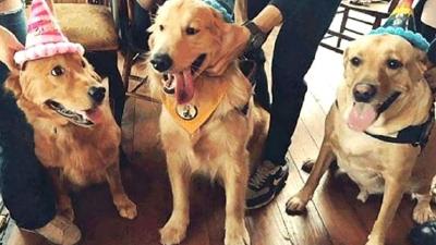 鸡、鸭重进家门，万把块一只宠物鸭，有市场吗？