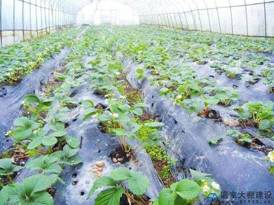 10月草莓这样管理能高产