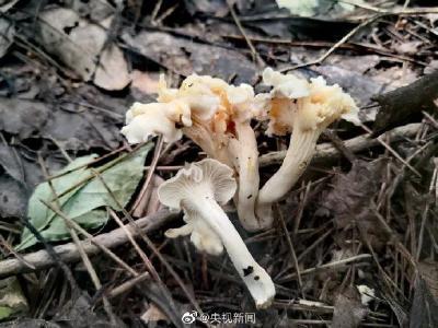 白盖鸡油菌！浙江发现全球新物种